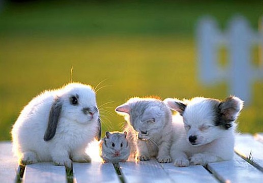 Cute pets rabbits Graphics Animation Clipart