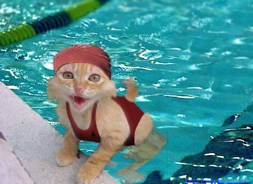 Funny Photos Kittens on Anyway  Enough About My Problems  Here Is The Funny Cats Video
