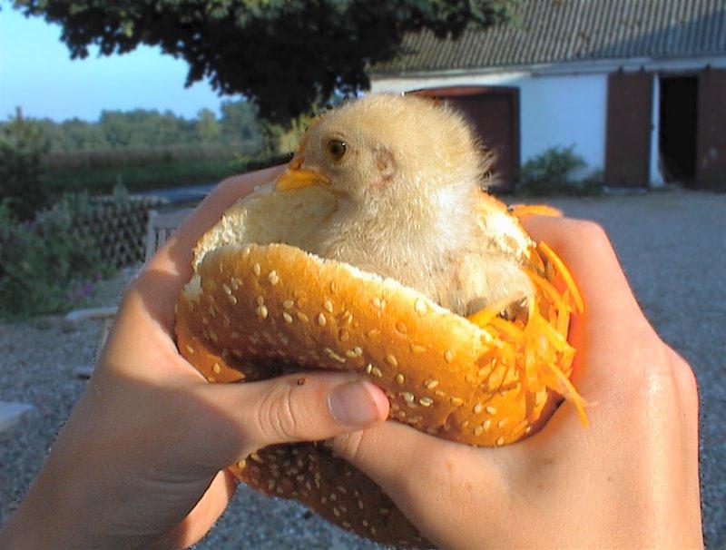 [Bild: chicken-burger.jpg]