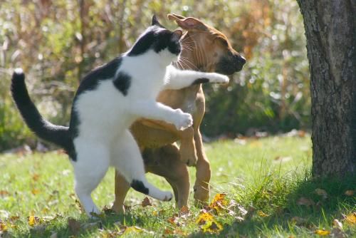 fight-cat-dog.jpg