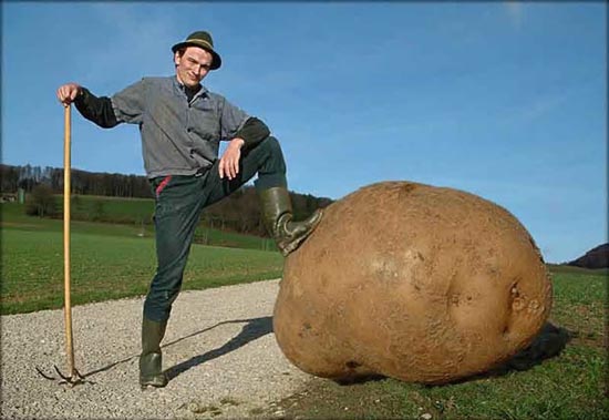 http://www.funny-potato.com/blog/wp-content/uploads/2008/09/big-potato.jpg