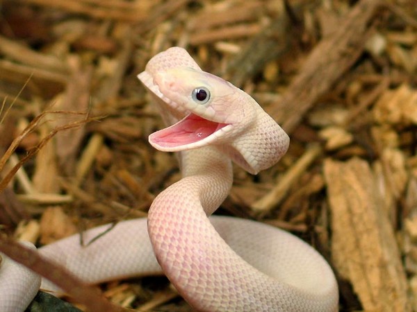 Happy Snake