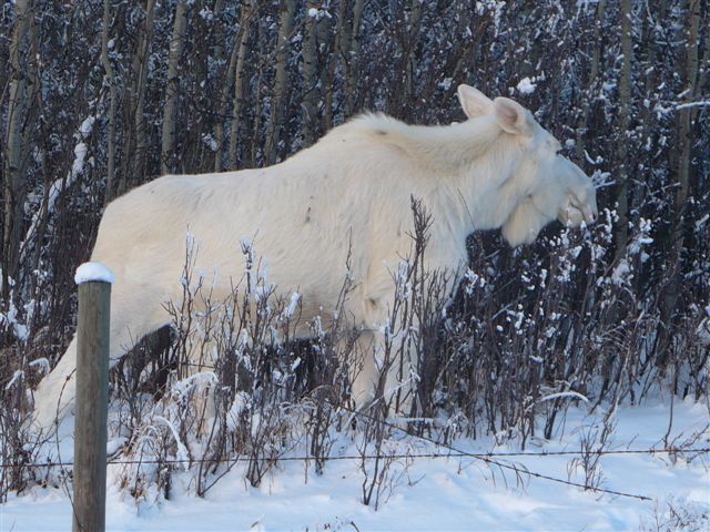 Albino moose picture