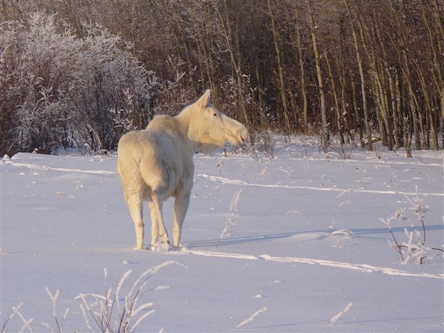 albino moose