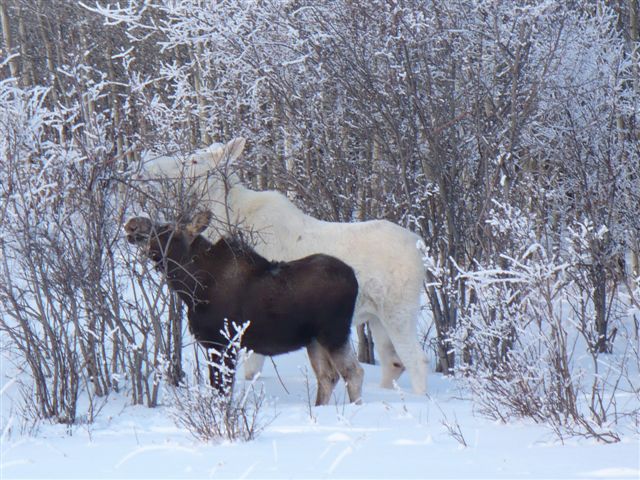 mooses
