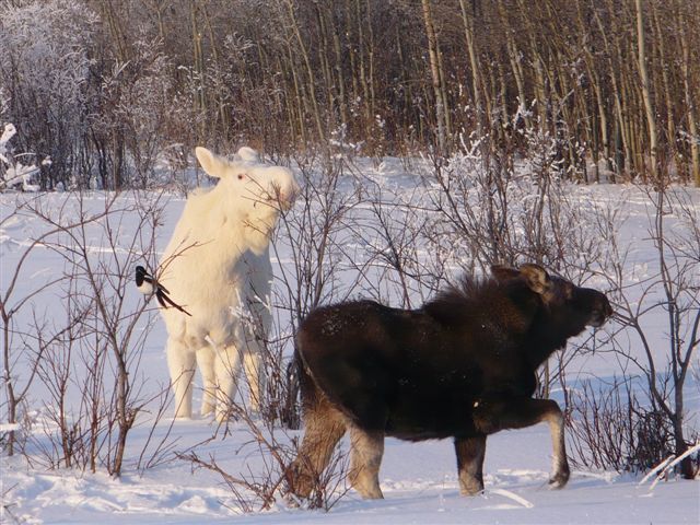 White animal