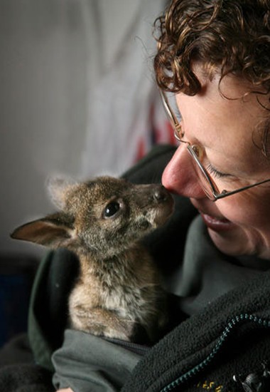 baby kangaroos