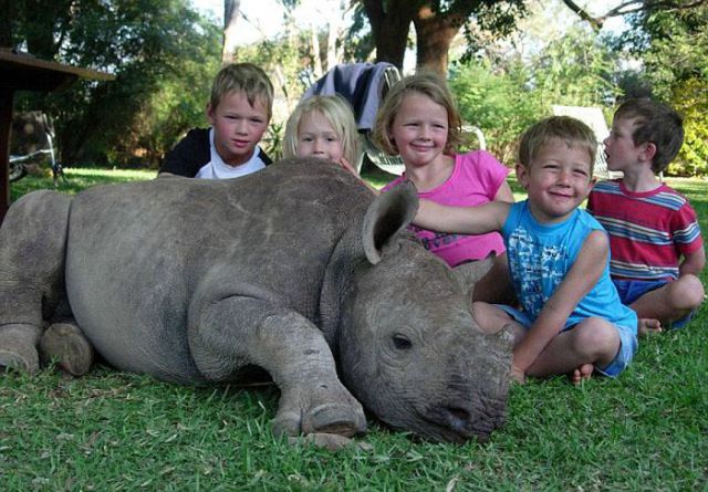 Baby rhinoceros