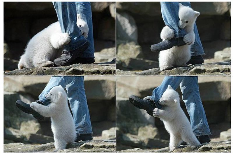 Bear attacking a man