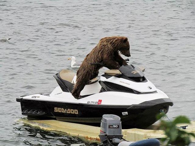 bear on boat