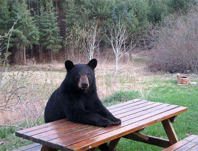 Meal dinner for bear