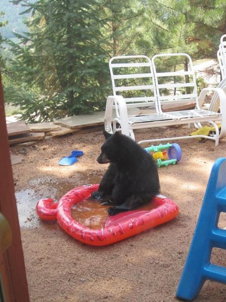 Pool for a bear