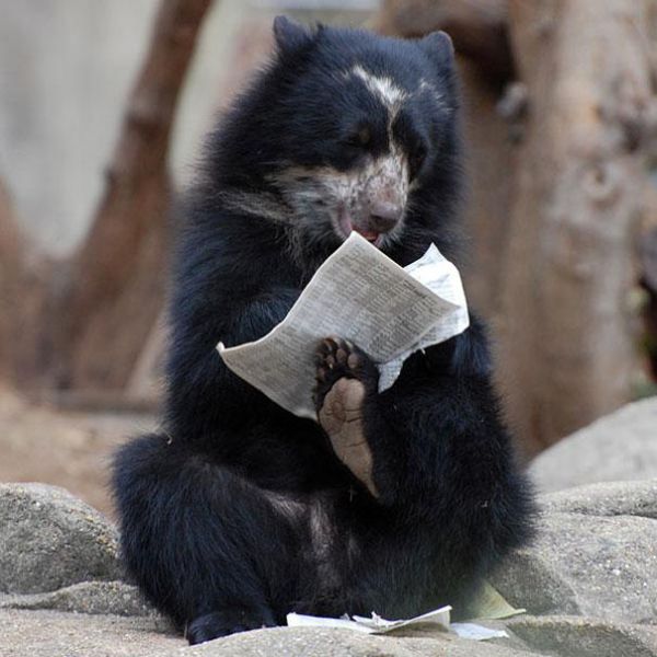 A reading bear