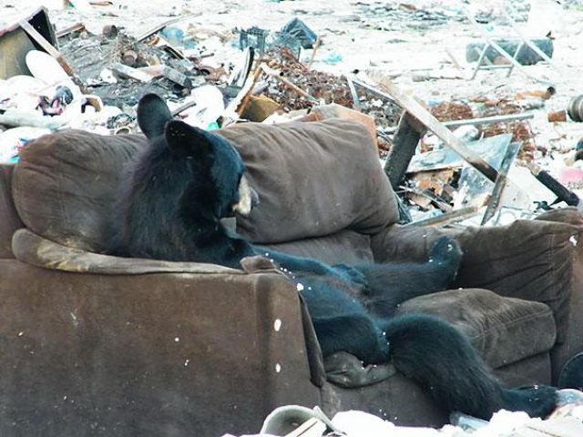 bear relaxing on a sofa
