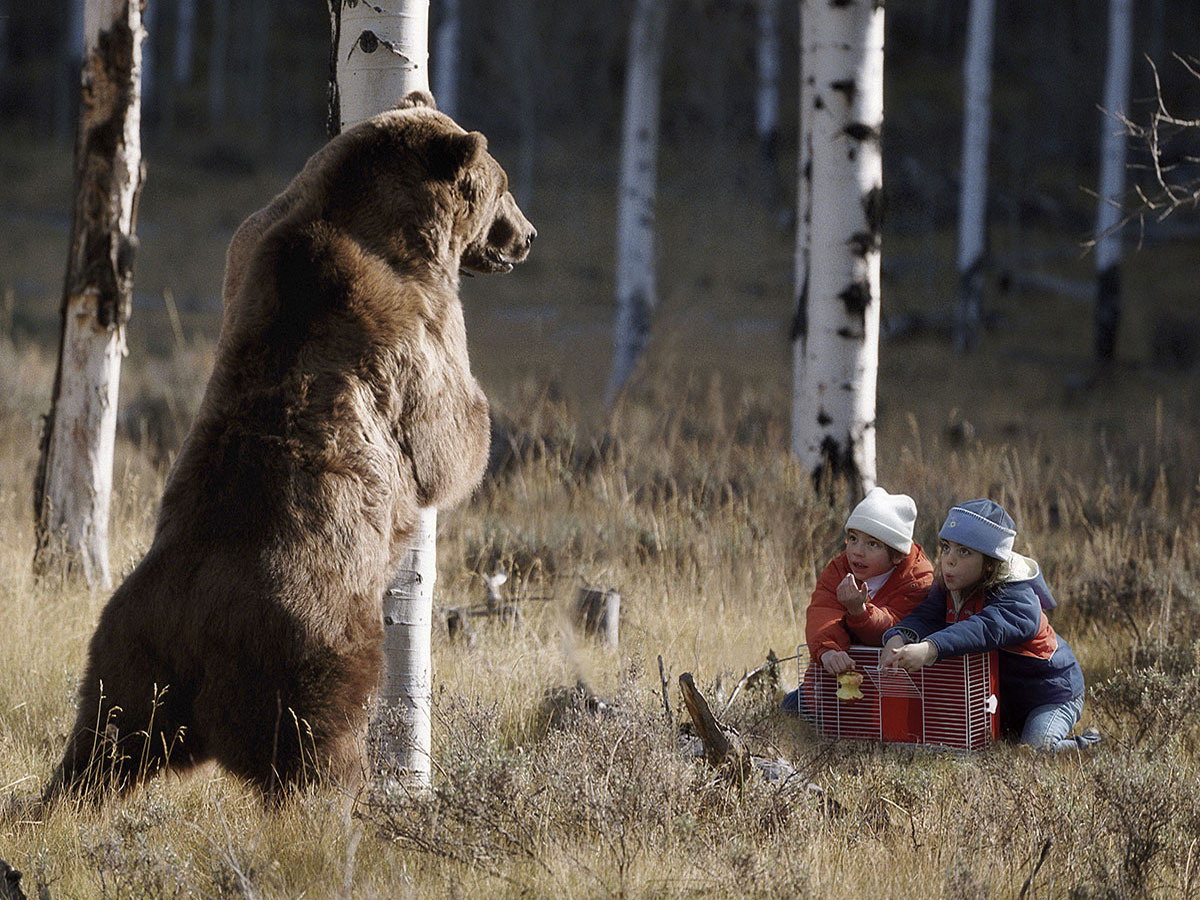 catching bear