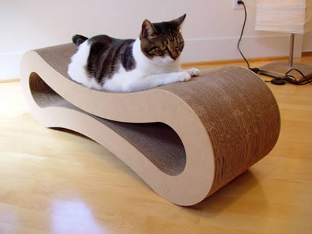 bed animals cat