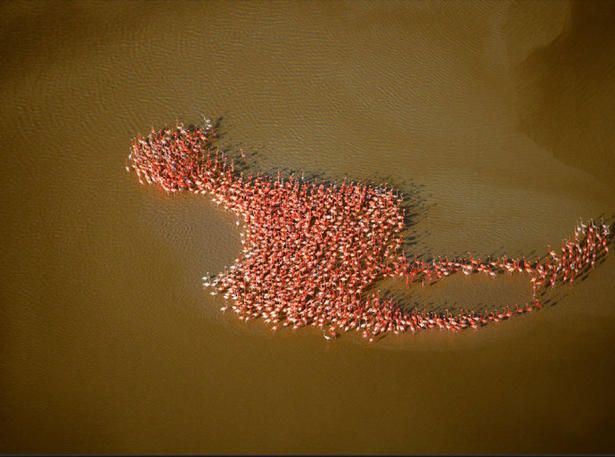 Flamingos picture