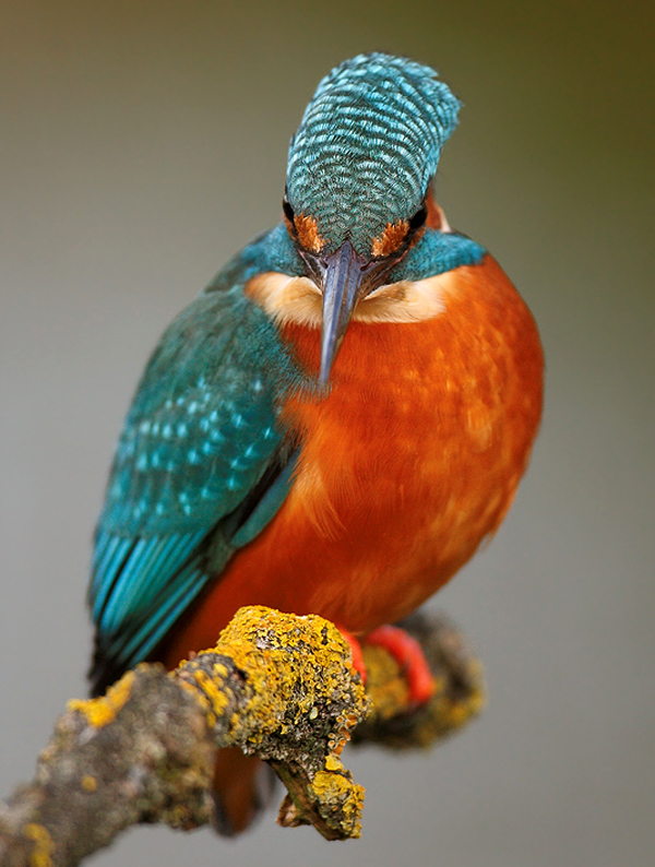 اجمل واروع الطيور bird-picture.jpg