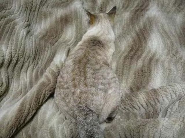 animal Camouflage