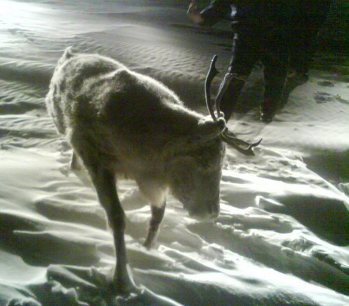 Caribou in Alaska