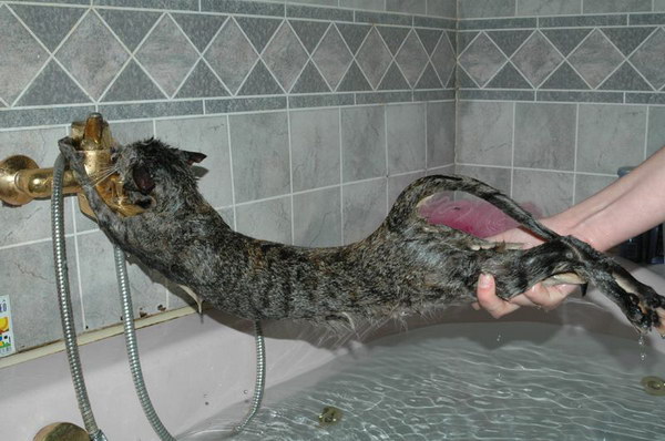 Cats in the bath