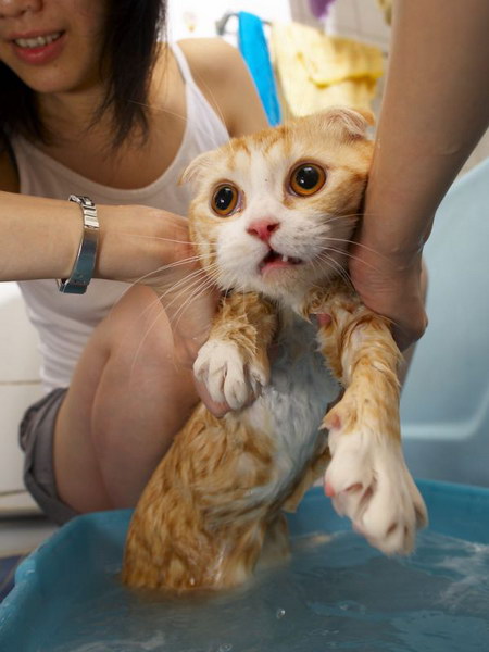 cat bath