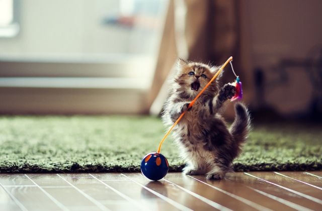 A cute and funny kitten!