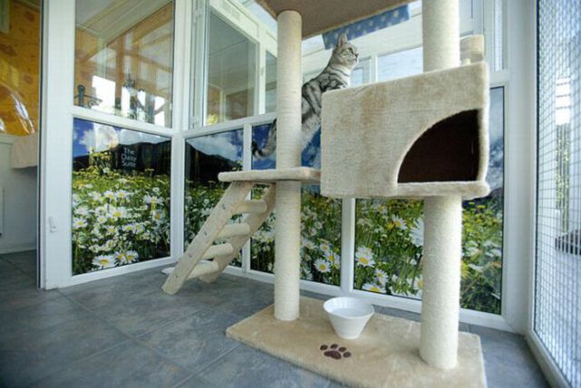 Games cats