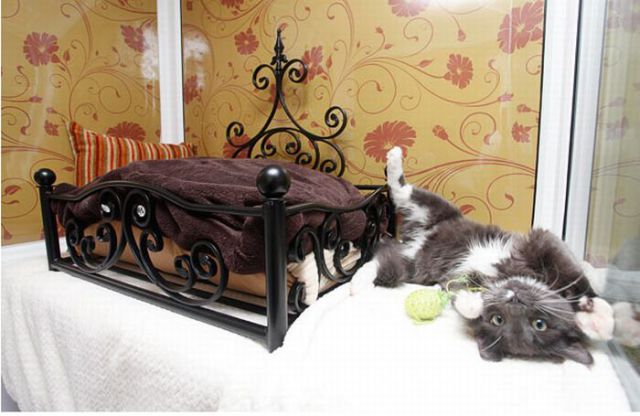 Hotel cat