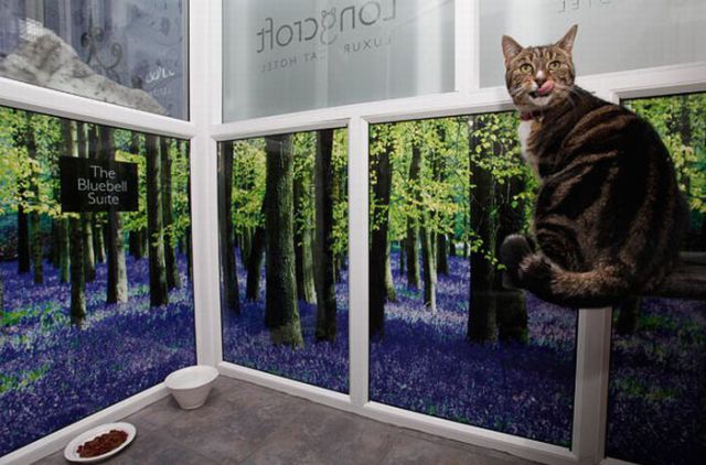 Room cat
