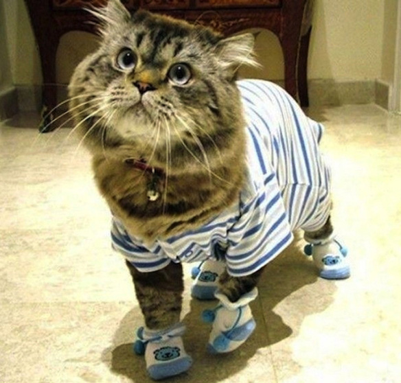 Funny Cat Pajamas!