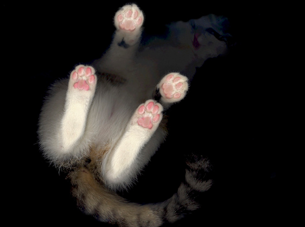 cats scans