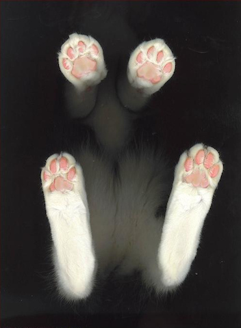 Scans cat