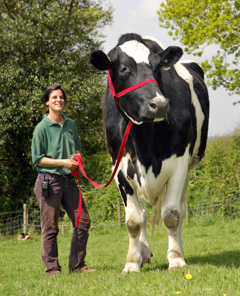 cow