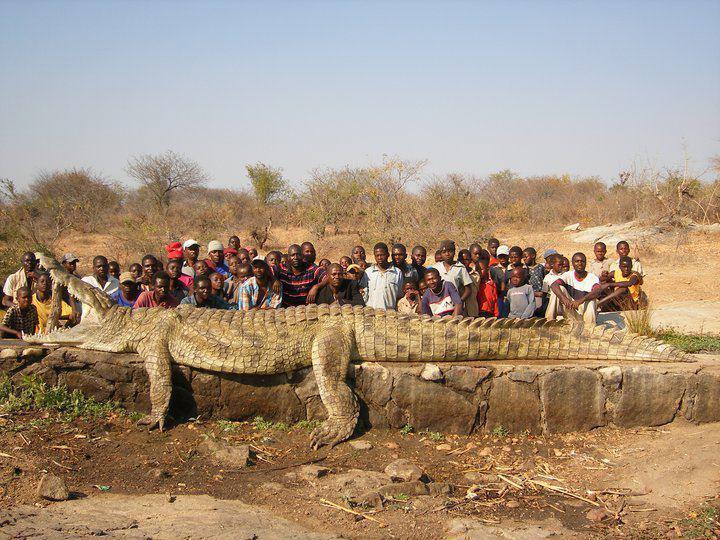 world record biggest crocodile
