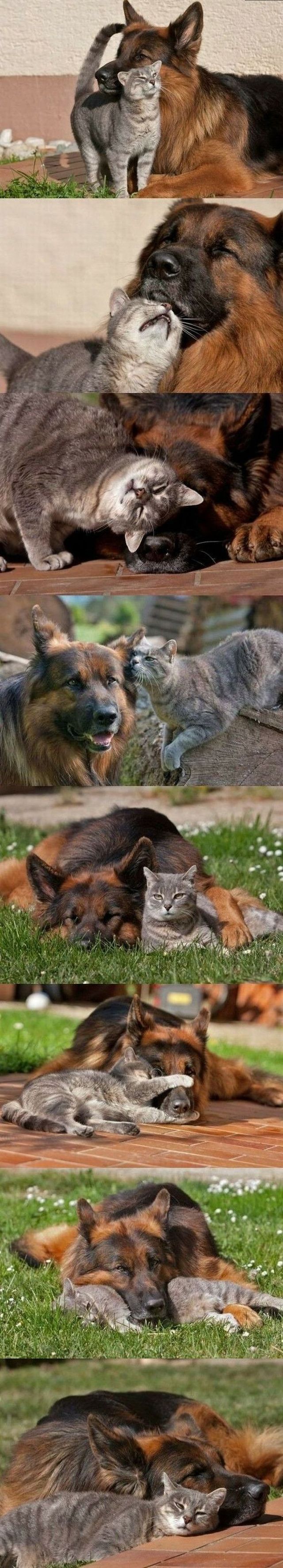 dog and cat