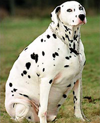 dalmatian obese dog