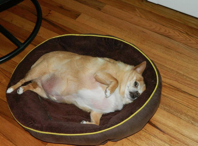 Obese Dog