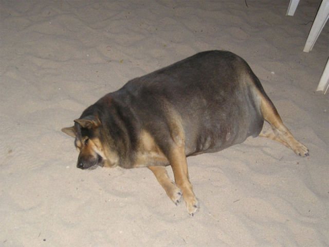Obese dogs