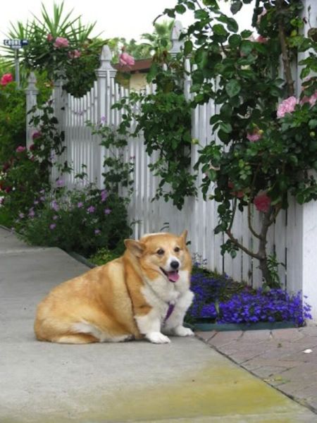 Picture obese dogs