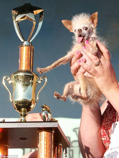 ugliest dog