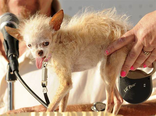 Ugly dog