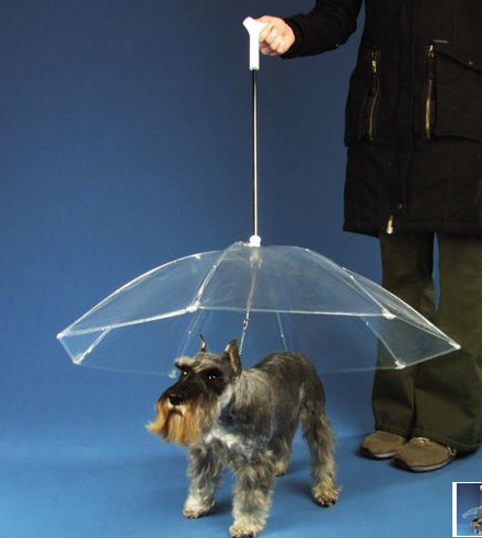 Umbrella dog