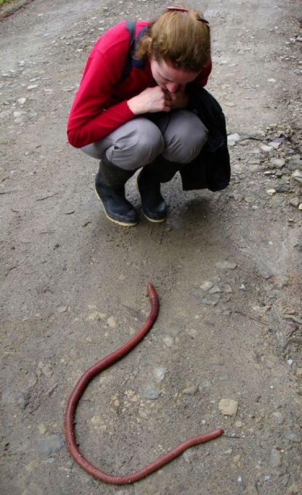 www.funny-potato.com/images/animals/earthworms/big-earthworms.jpg