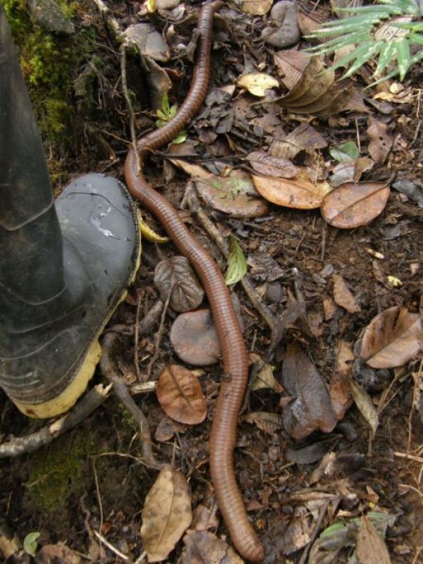 Images Of Earthworms. Earthworm