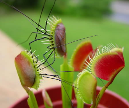 Carnivorous plant insect