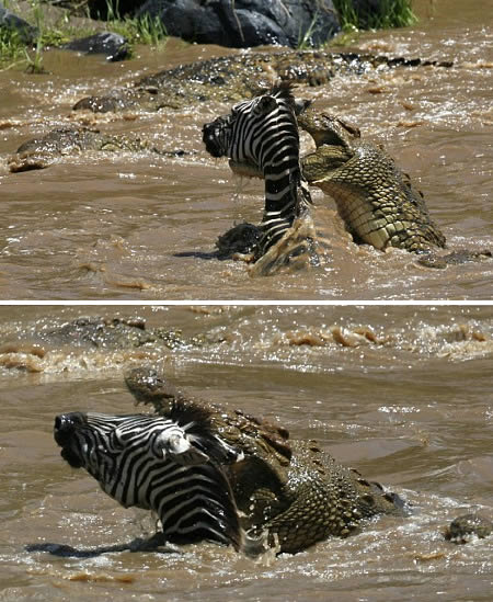 Crocodile attack zebra