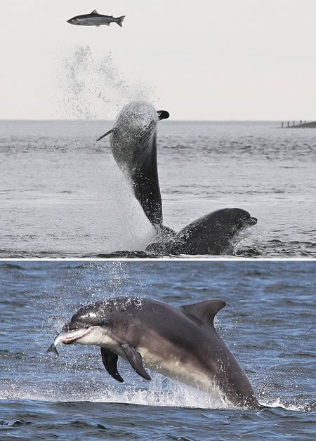 Dolphins attacking a fish