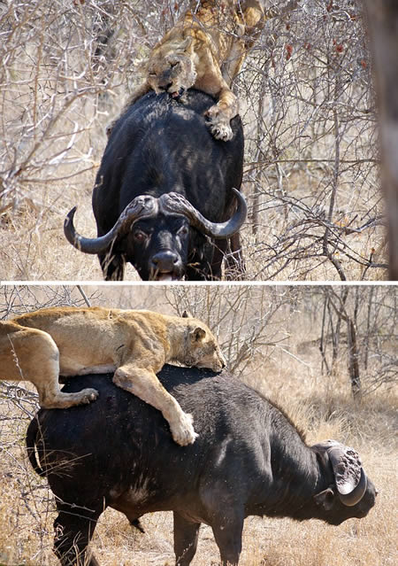 A lioness attacking a buffalo