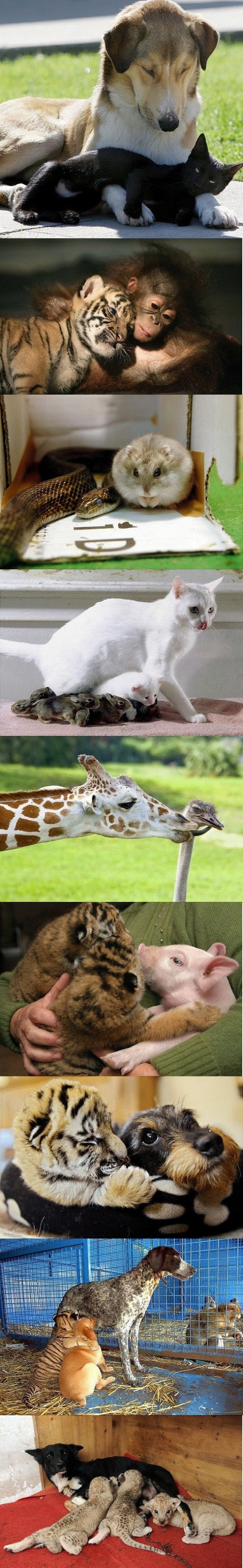 Animal friends
